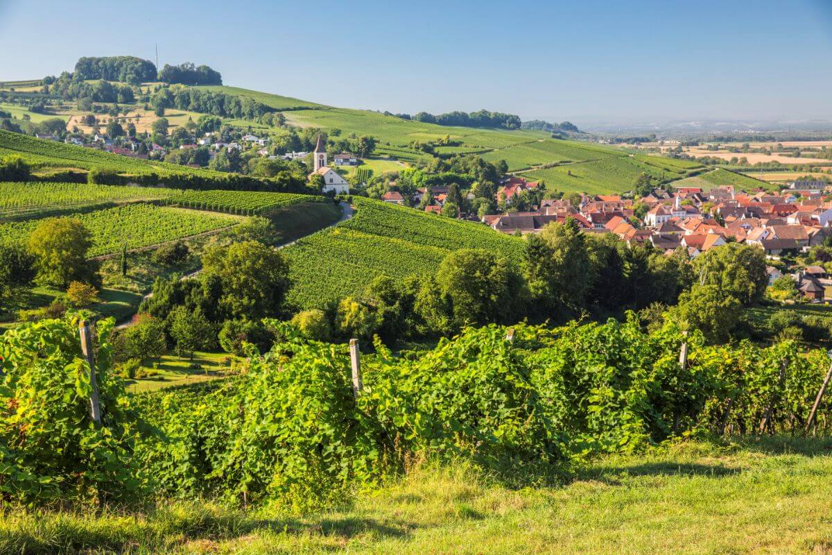 Auggen_Weinberge.jpg